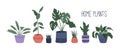 Trendy home plants in colorful pots, hand drawn set of stylish flowers